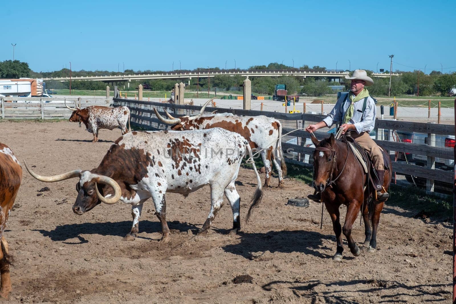 Fort Worth, Texas - November 5, 2023: cowboy driving longhorn cows in the gate at stockyards in Fort Worth, Texas, USA