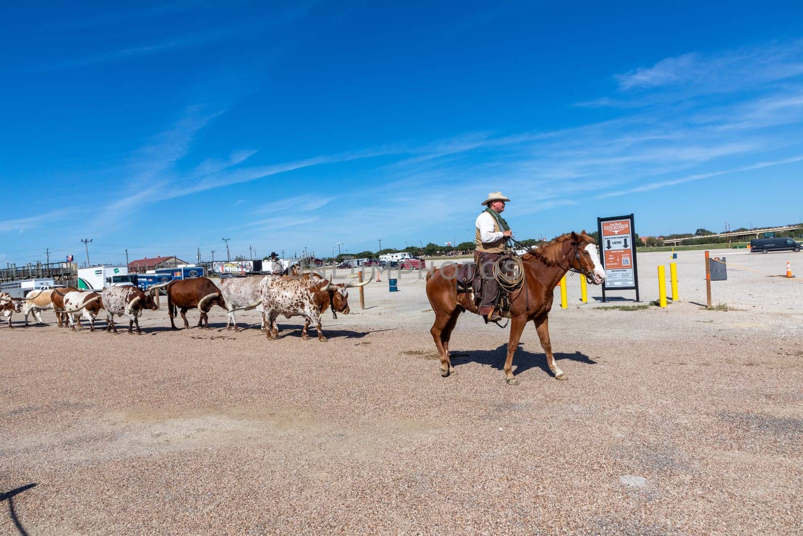 Fort Worth, Texas - November 5, 2023: cowboy driving longhorn cows in the gate at stockyards in Fort Worth, Texas, USA
