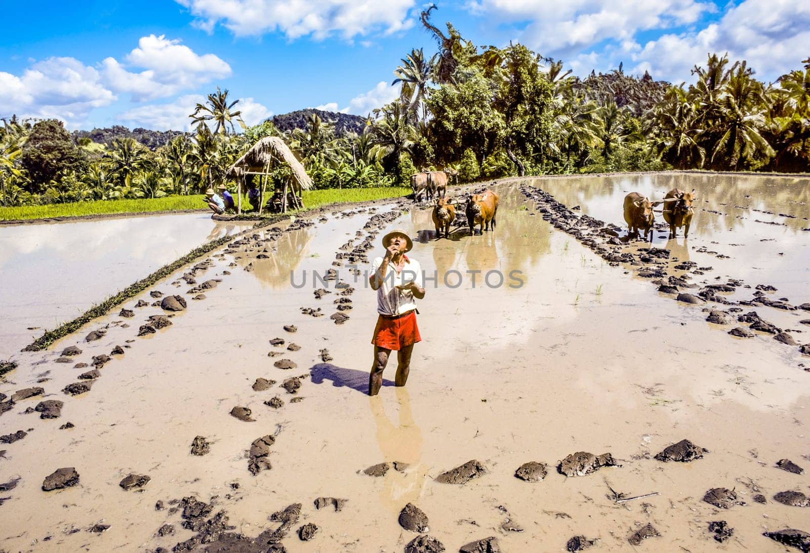 TIRTAGGANGA, INDONESIA - JUNE 1, 1991: farmer in the rice fields eats in Tirtagganga, Indonesia. Rice farming in the most important agricultural plant in Bali.