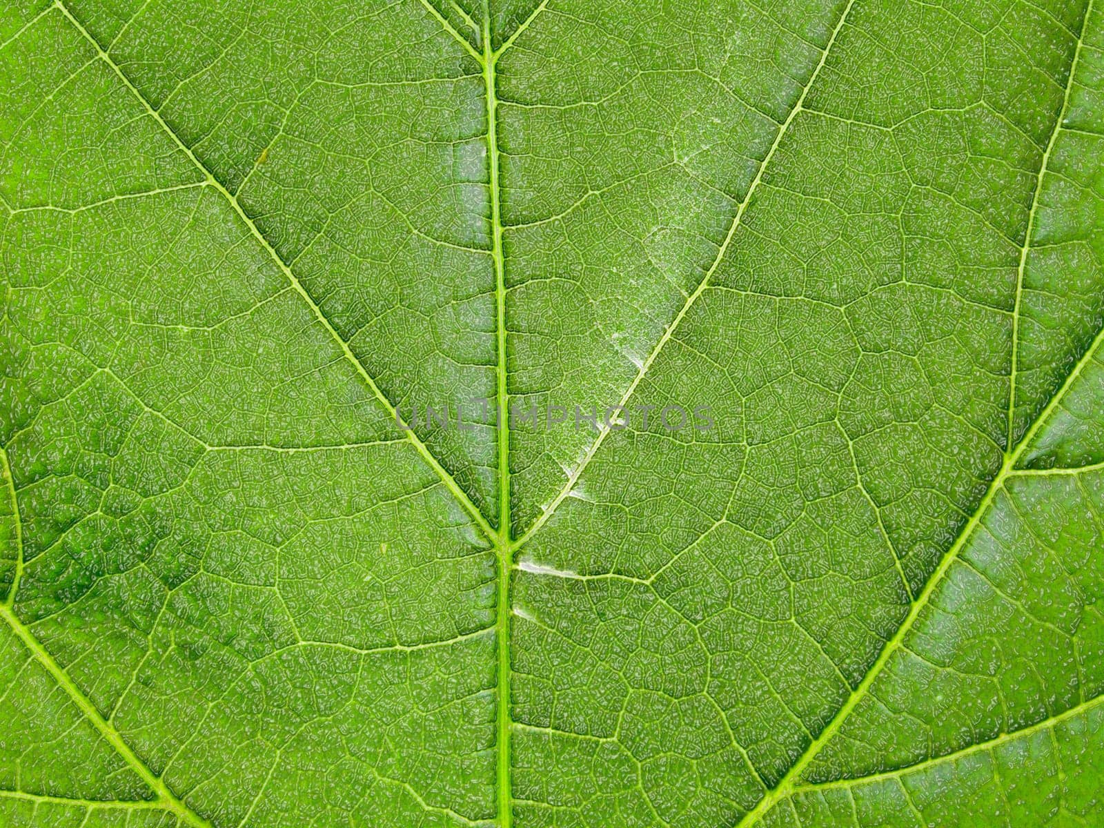 Macro texture of a green tree leaf close-up. Texture or background
