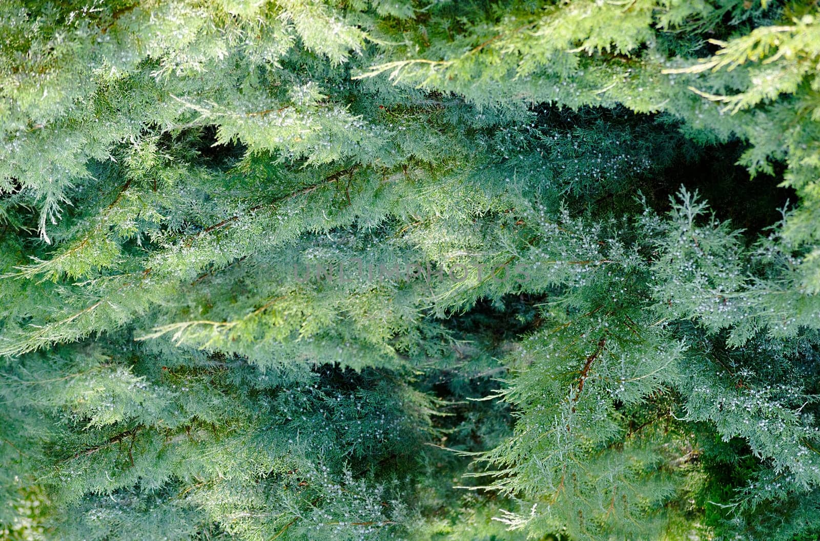 A coniferous shrub of green color grows on the street during the day in close-up.View from above
