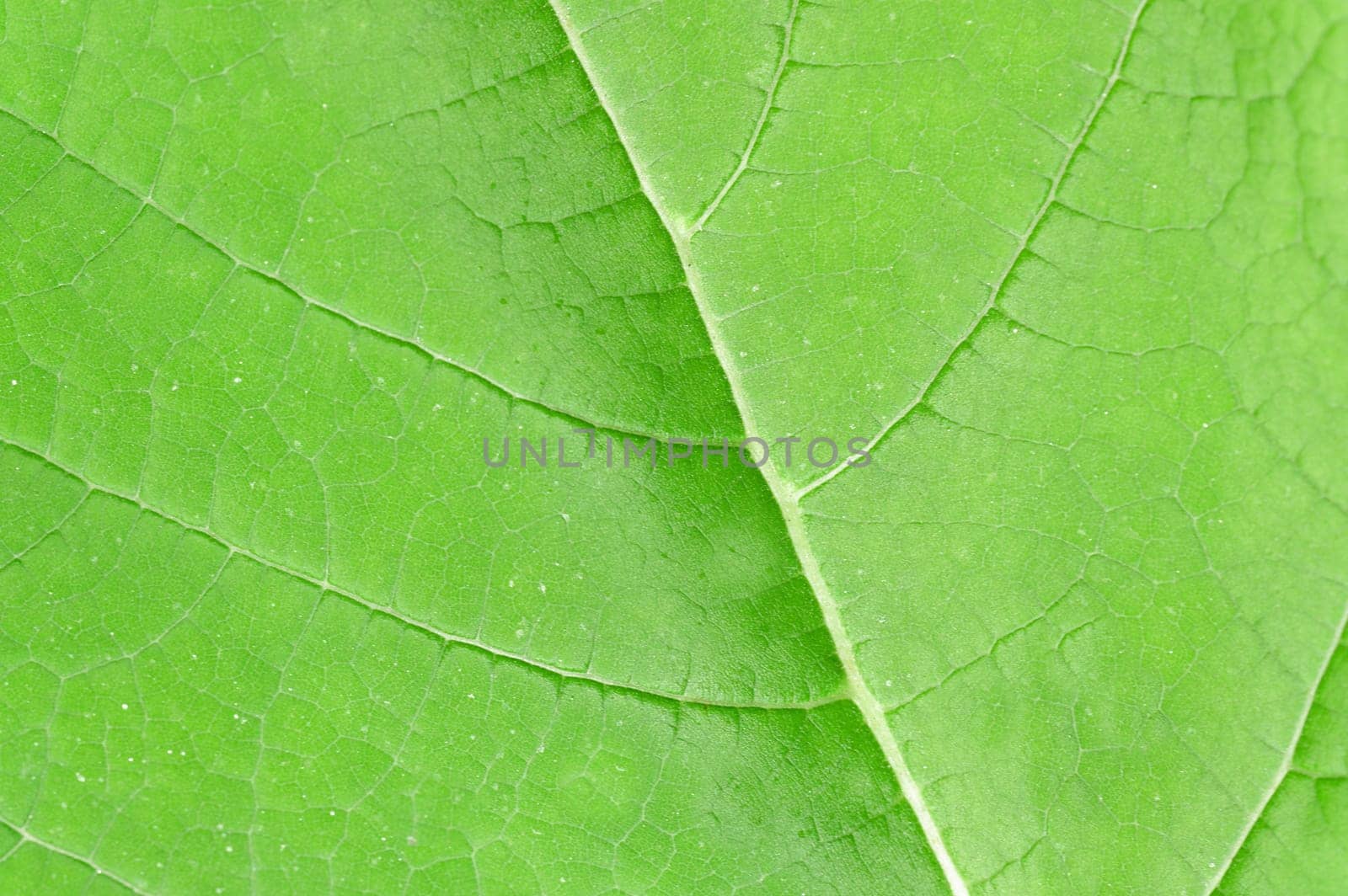 Background image of a green woody leaf with its veins and natural texture
