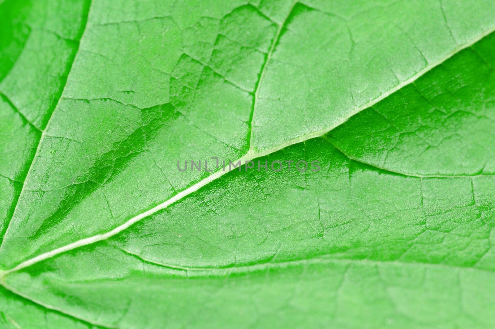 Macrophotography of a green woody leaf with texture, top view