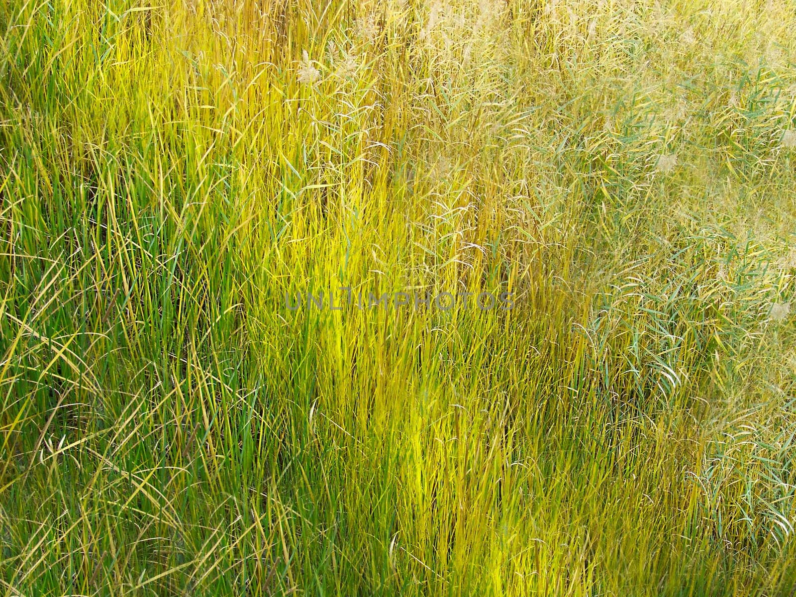 Background image of tall dry grass of yellow-green color on the street during the day