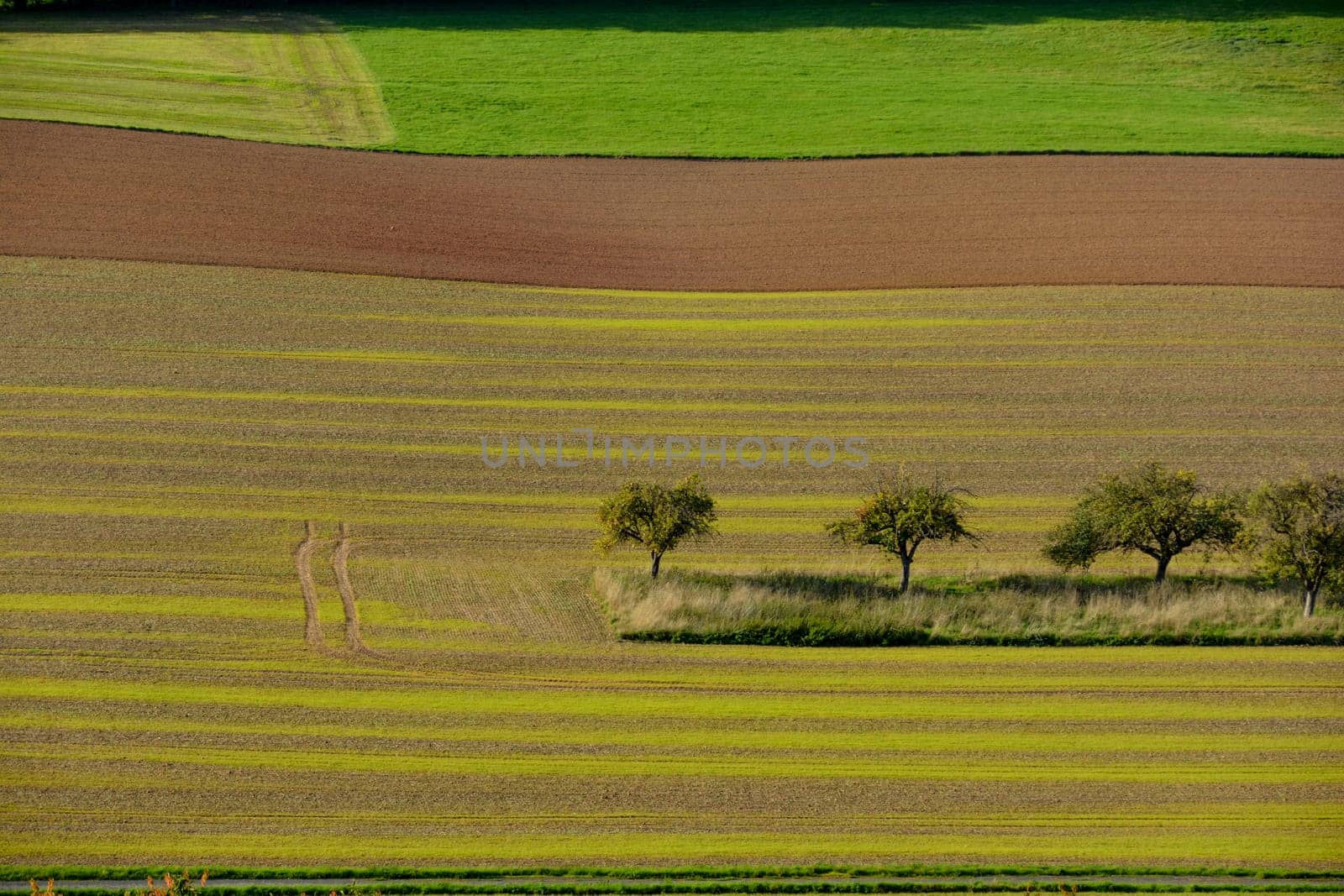 Top view of a green landscape with farmland and trees