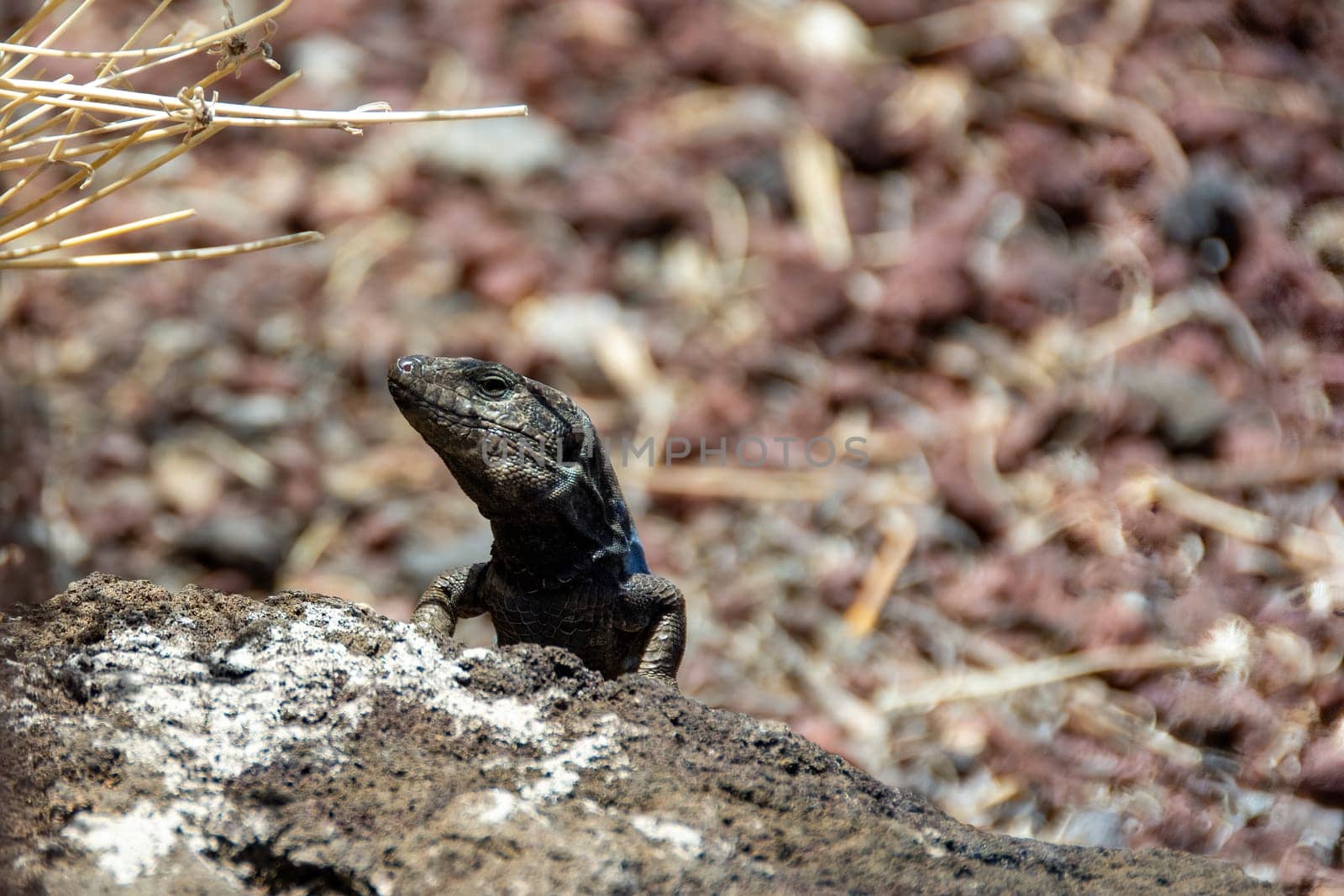 A Canary Islands lizard ( Gallotia galloti ) in the wild on the Canary Island of Tenerife, Spain