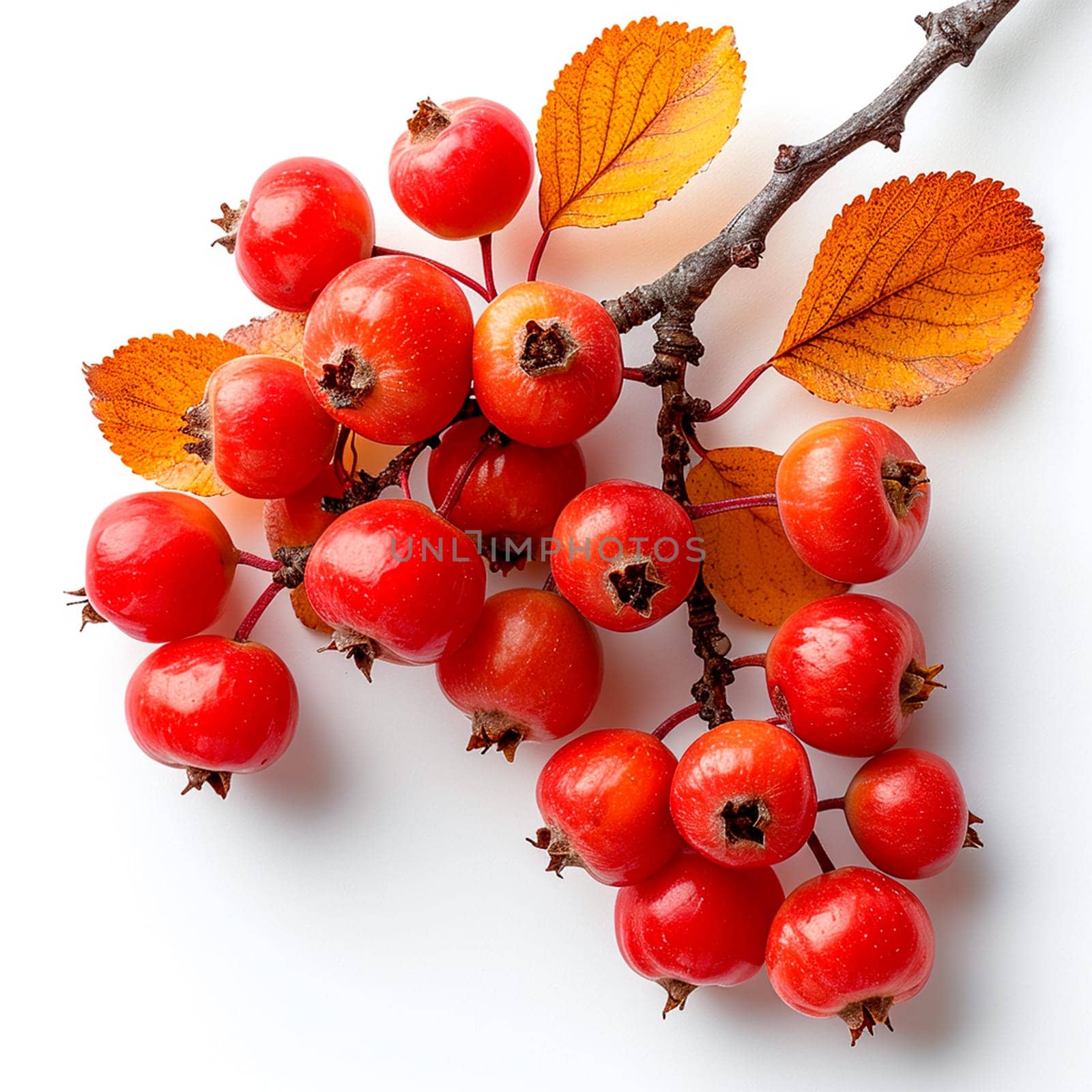 Rowan on a white isolated background AI generated image
