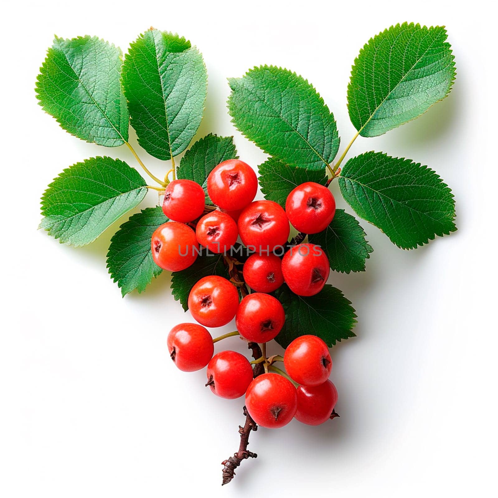 Rowan on a white isolated background AI generated image