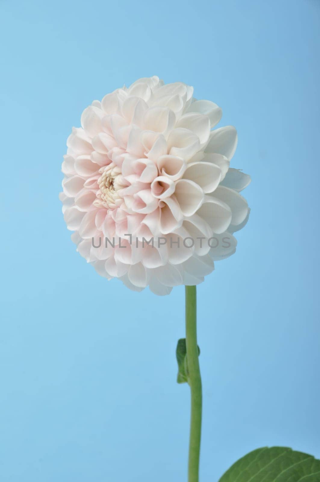 Dahlia pompom on blue background