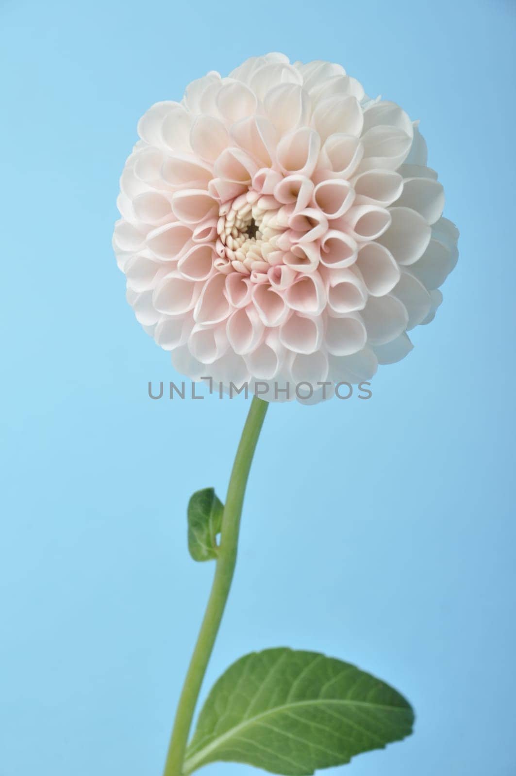 Dahlia pompom on blue background