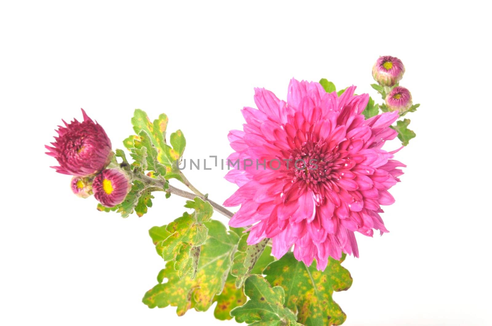 Pink chrysanthemum on a white background