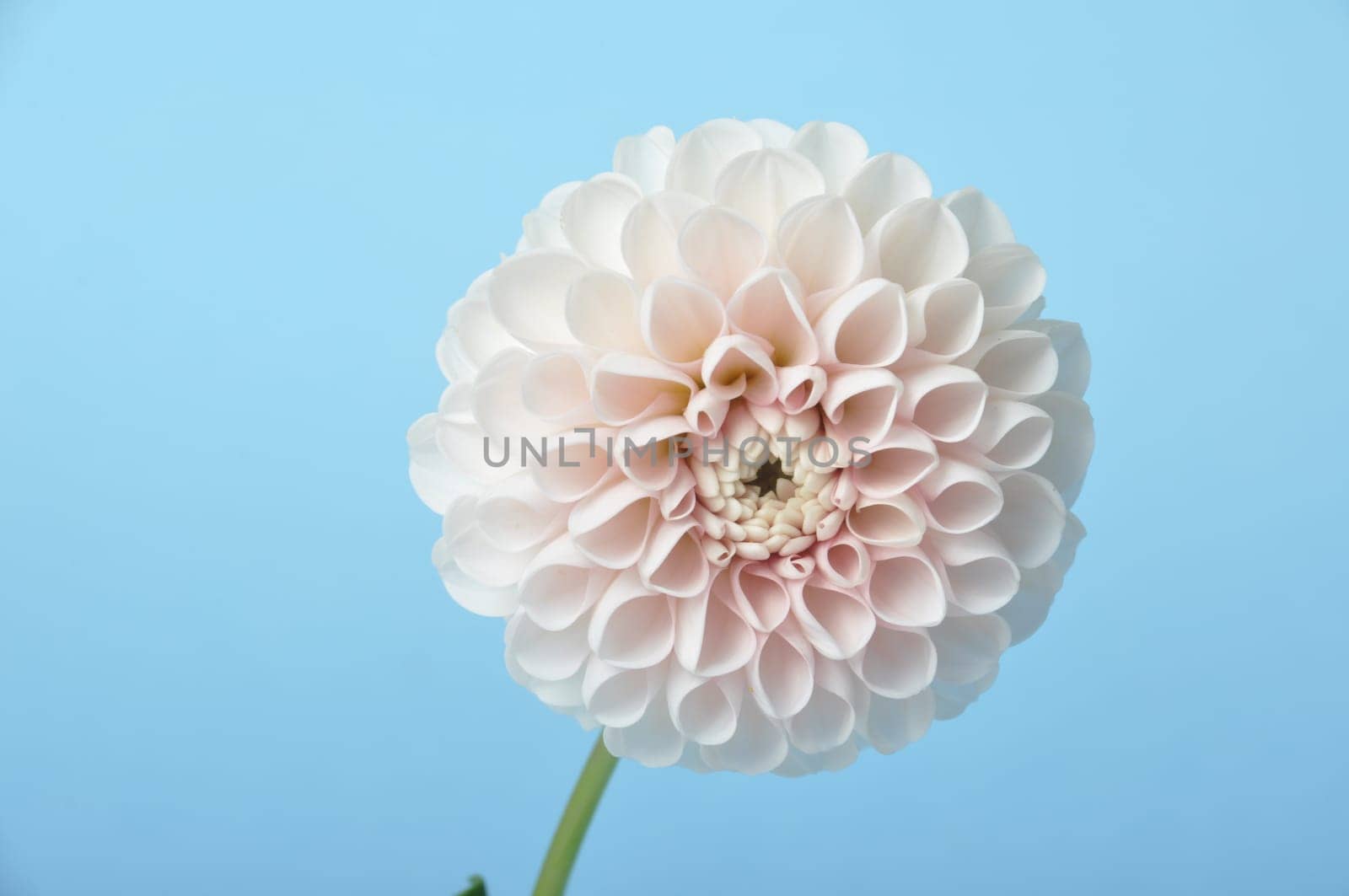 Dahlia pompom on blue background