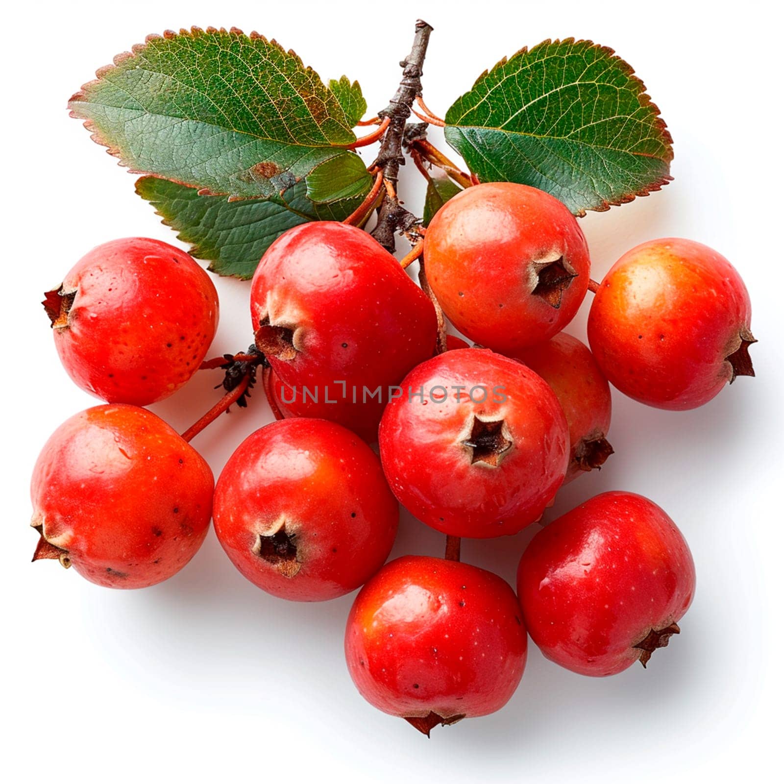 Rowan on a white isolated background AI generated image