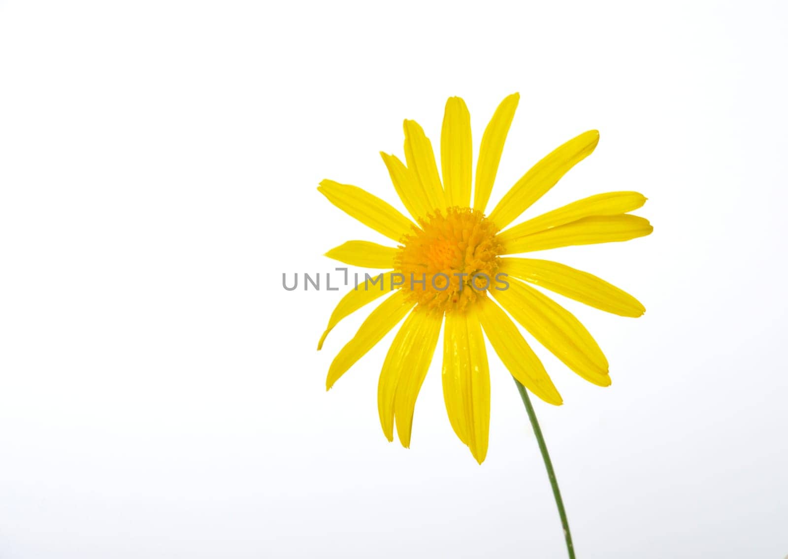 savannah daisies on a white background