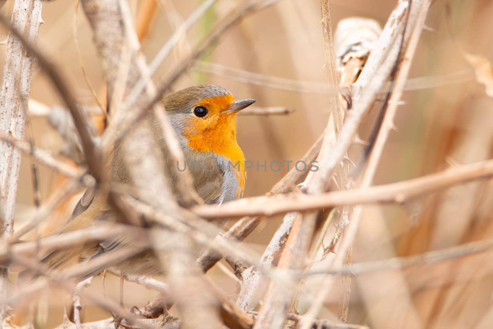 Robin bird sitting in the reed, wildlife animal and nature, spring season