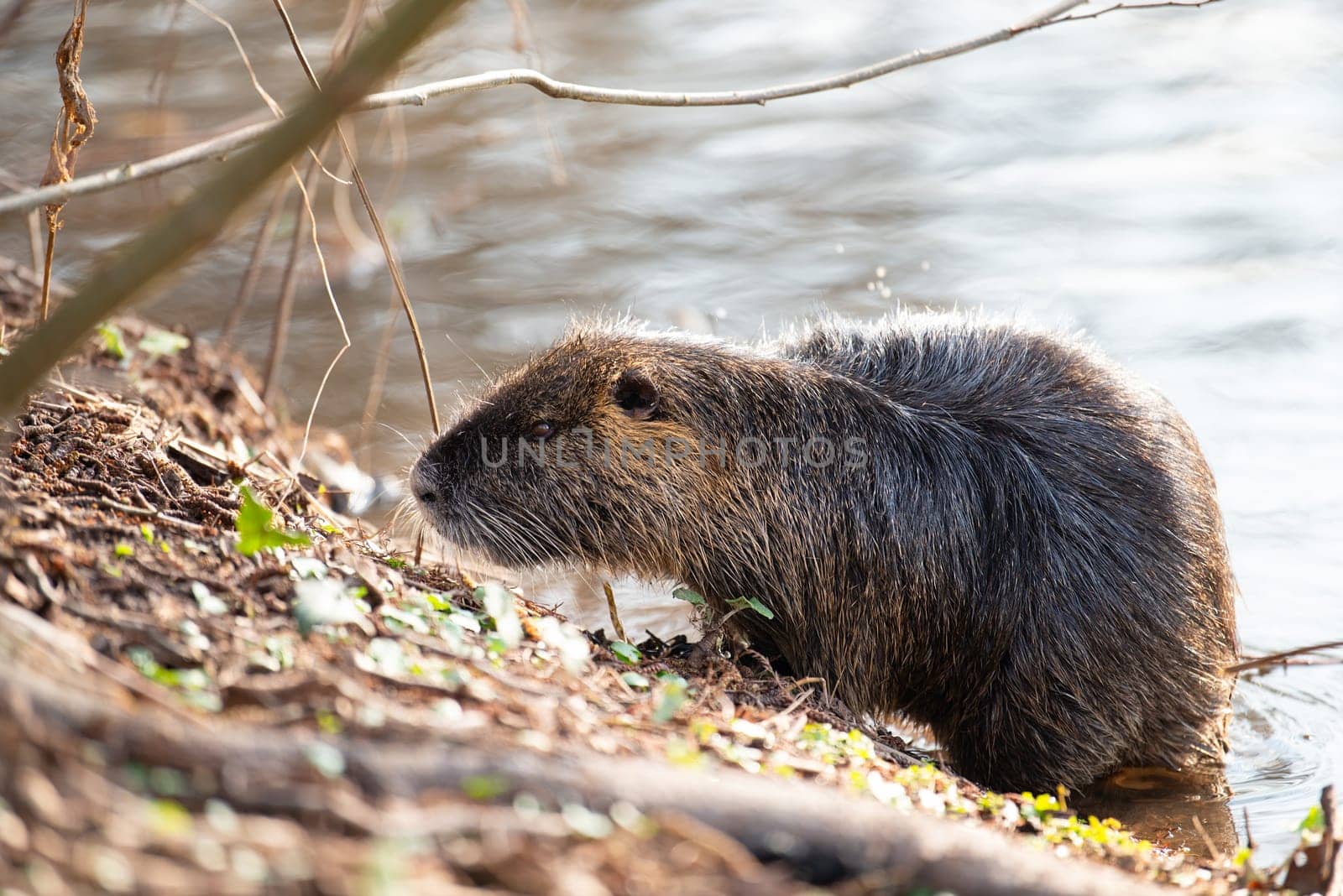 Nutria, coypu herbivorous, semiaquatic rodent member of the family Myocastoridae on the riverbed, baby animals, habintant wetlands, river rat