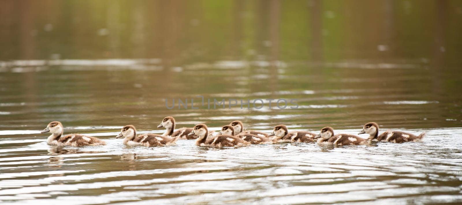 Egyptian goose chick, alopochen aegyptiaca in the spring, animal and water bird