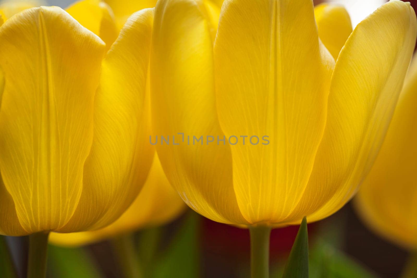 Very unusual image of a yellow tulip.