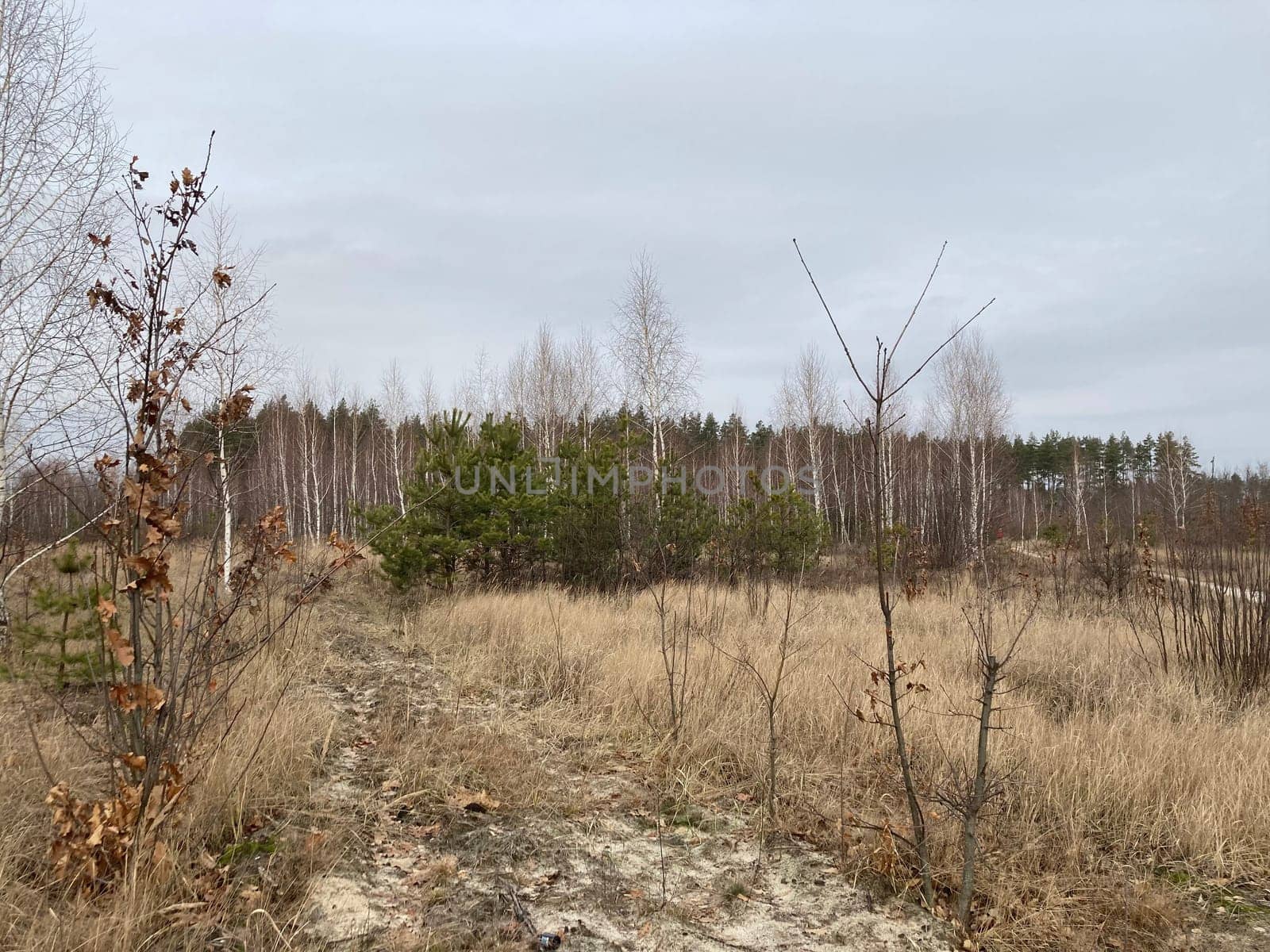 Young forest before the a spring