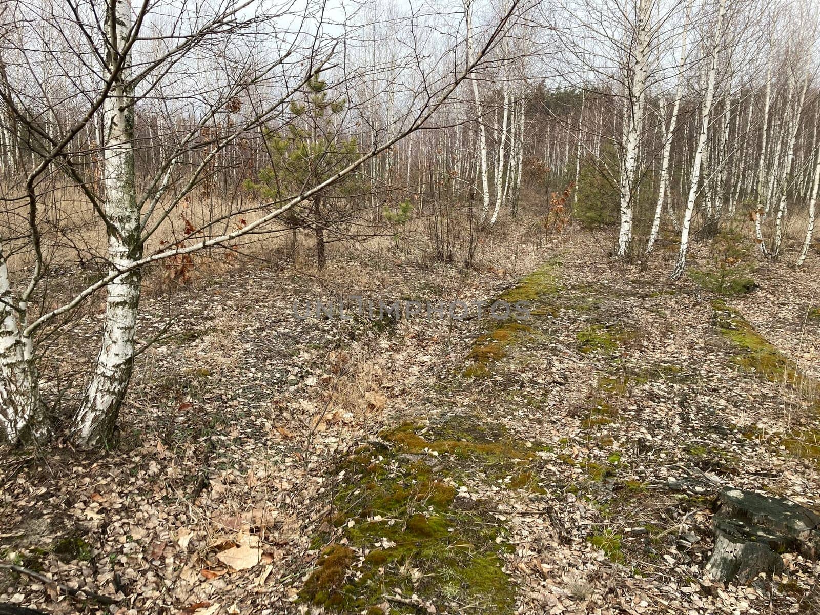 Young forest before the a spring