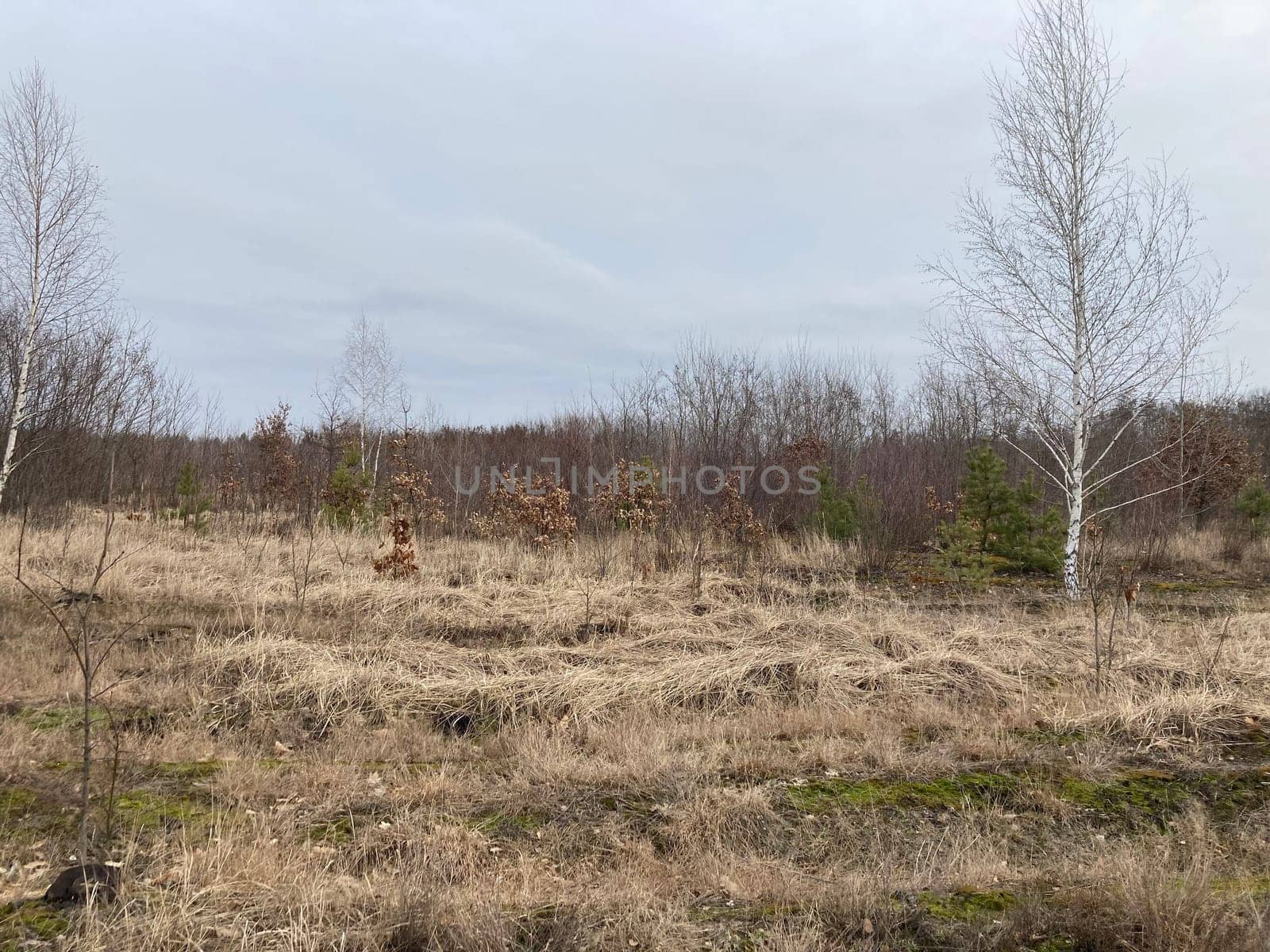 Young forest before the a spring