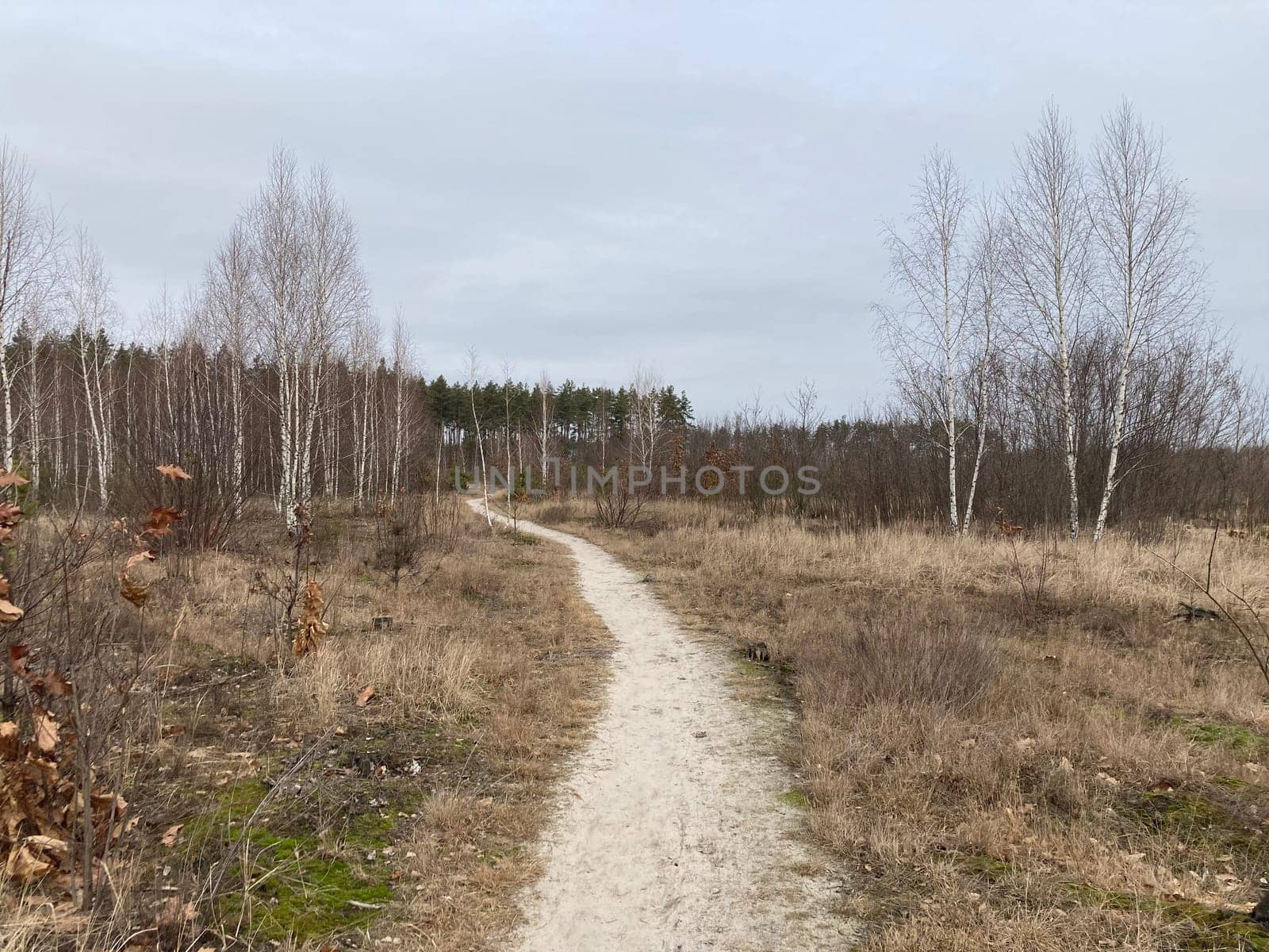 Young forest before the a spring