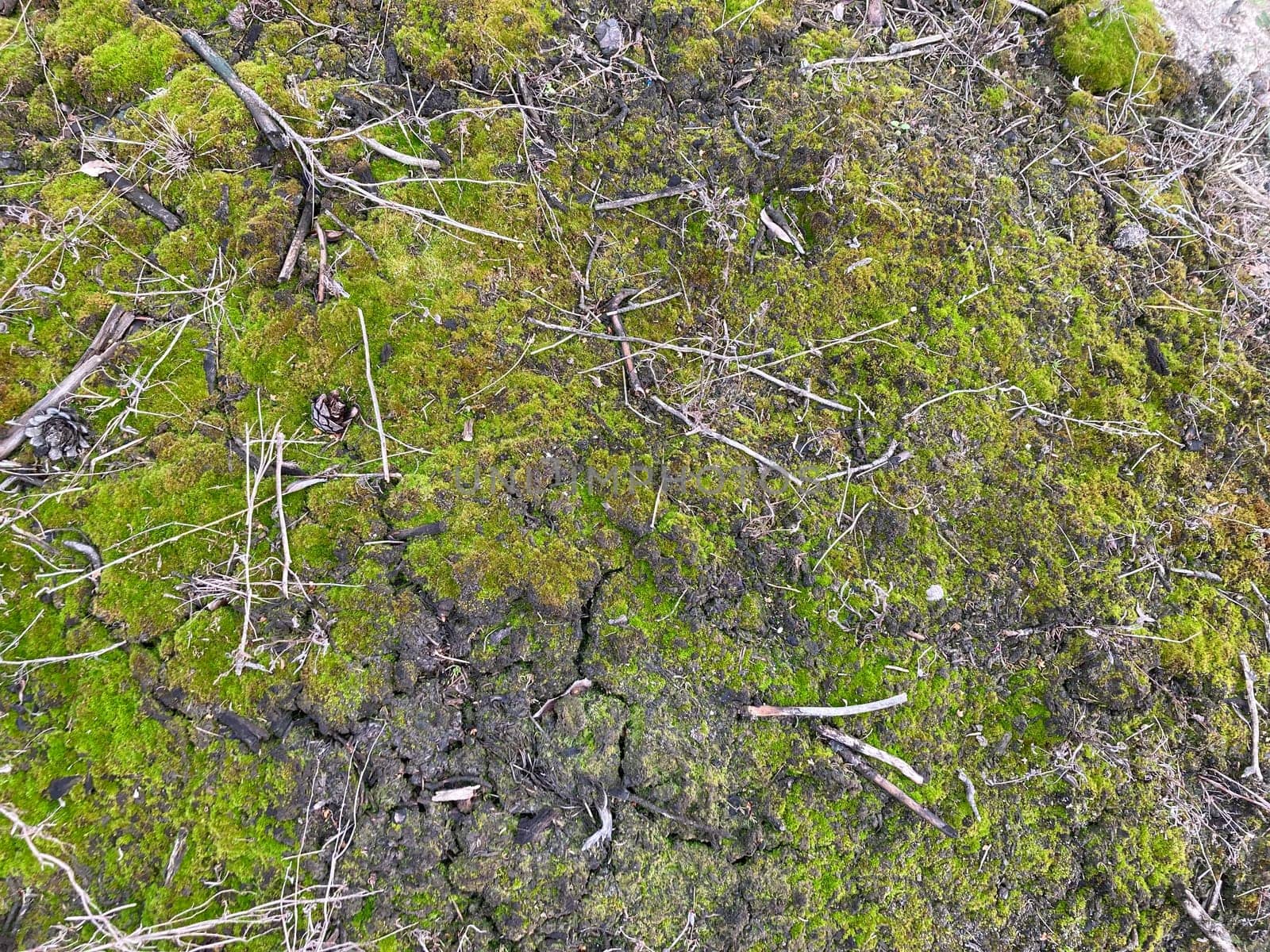 Green moss grew on the ground in a  the forest