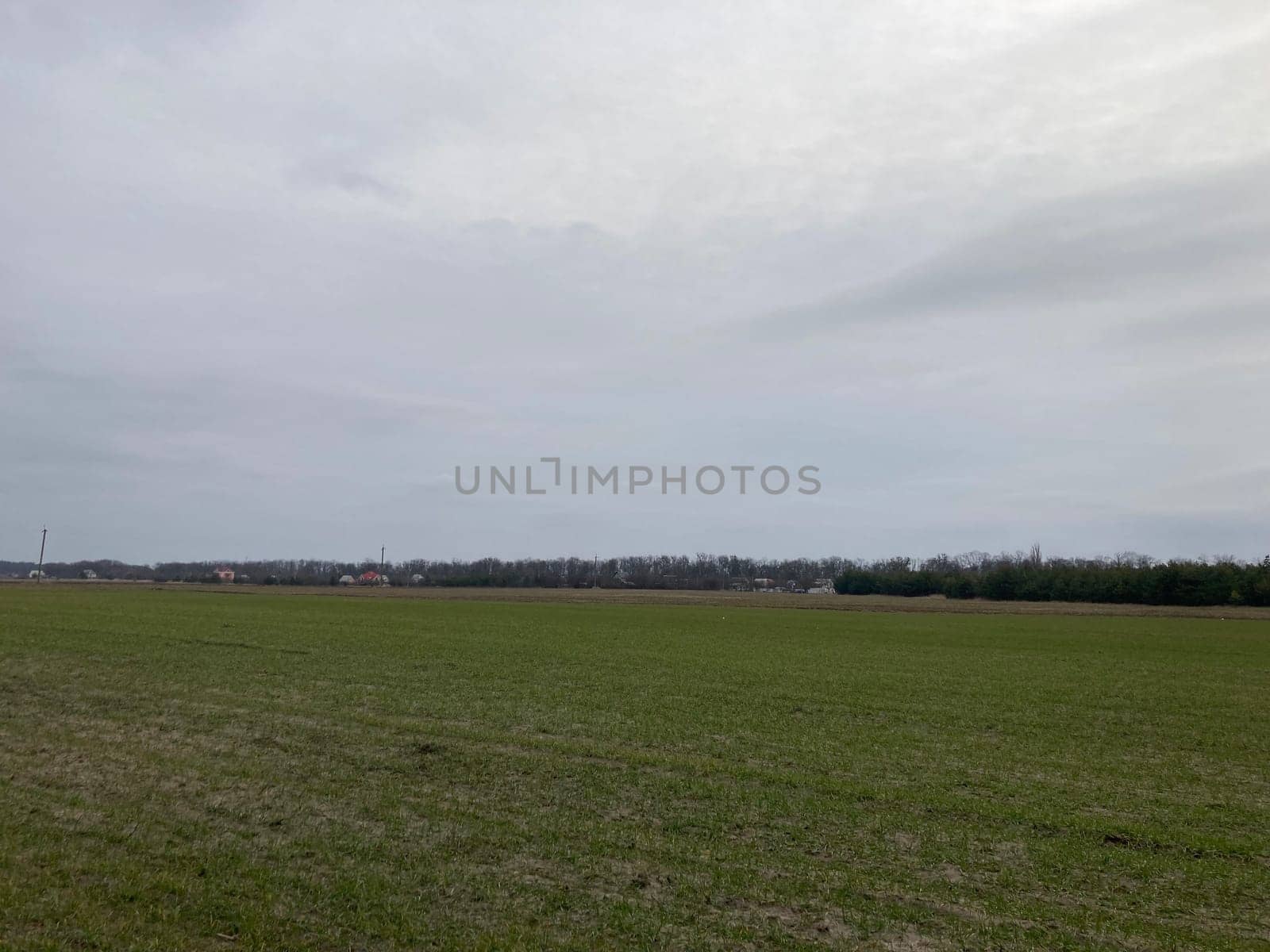 Fields sown with green manure before planting the crops