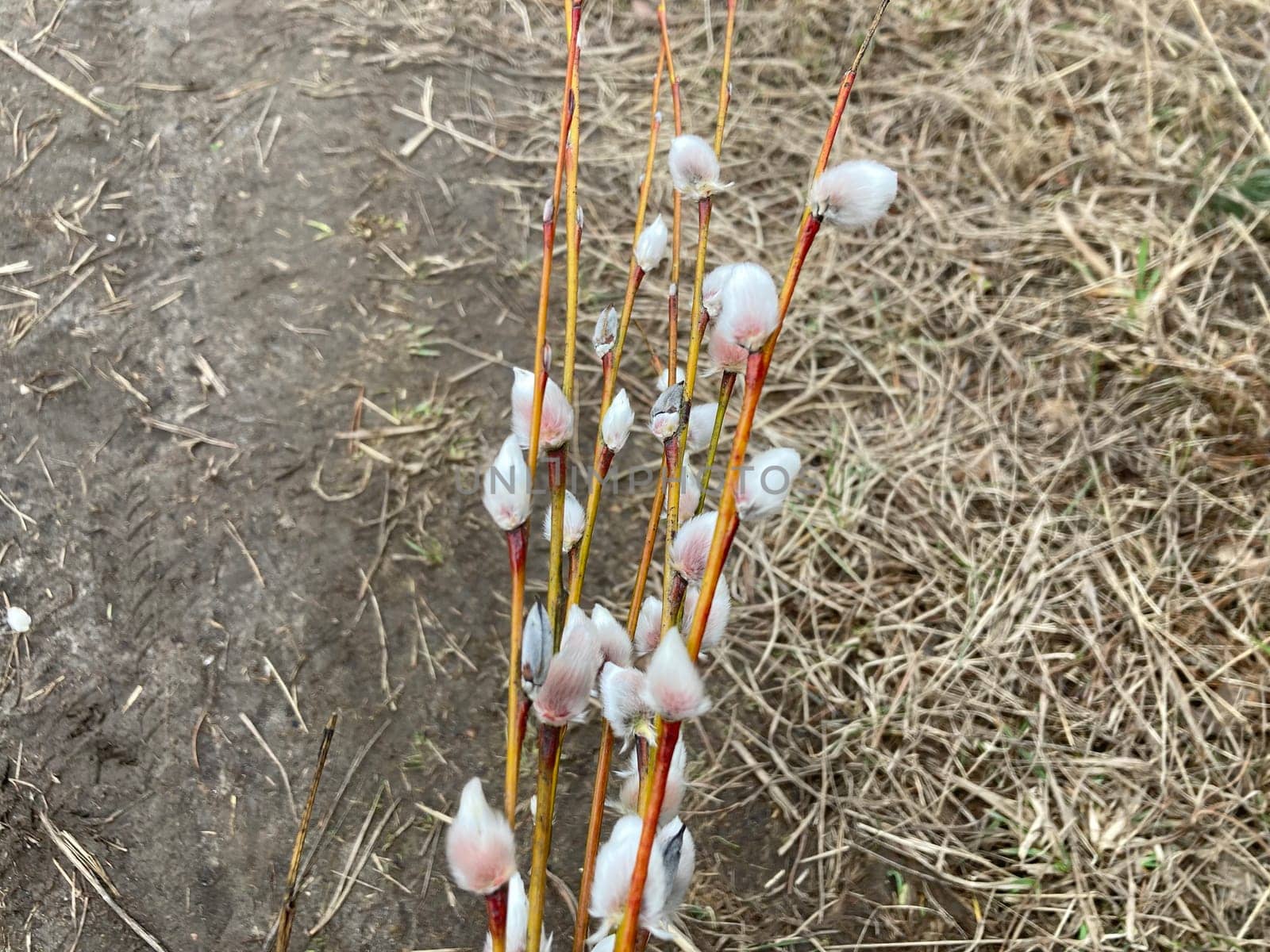 Willow branches bloomed a before spring