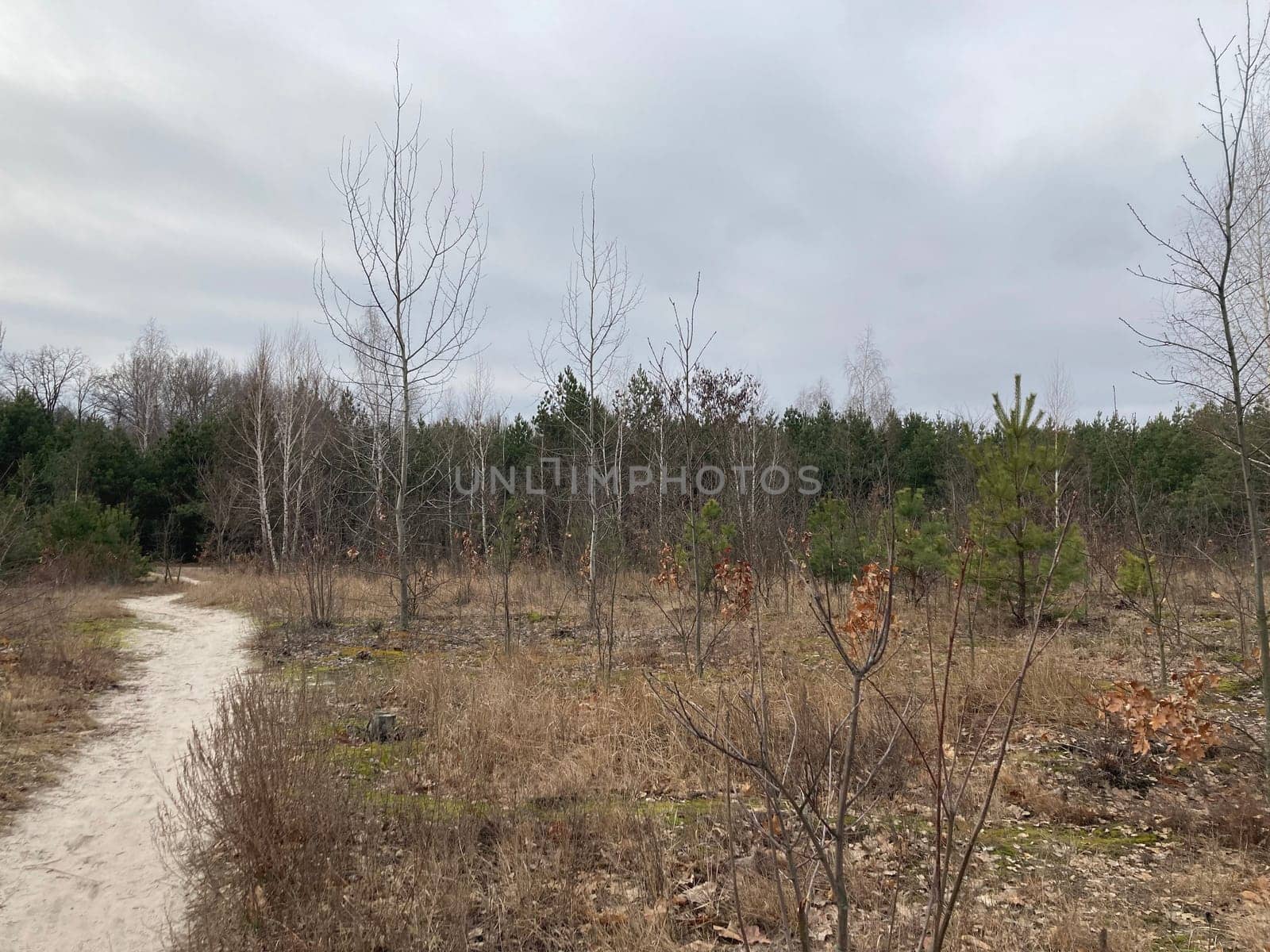 Young forest before the a spring