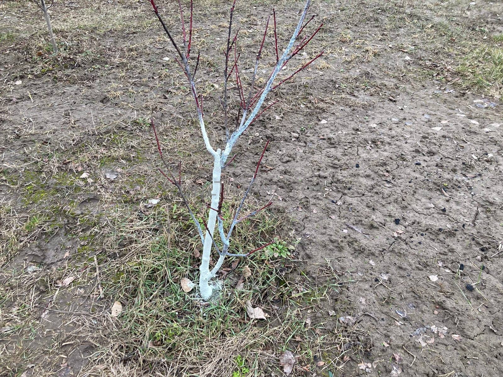 Painting tree trunks with a the protective mixture