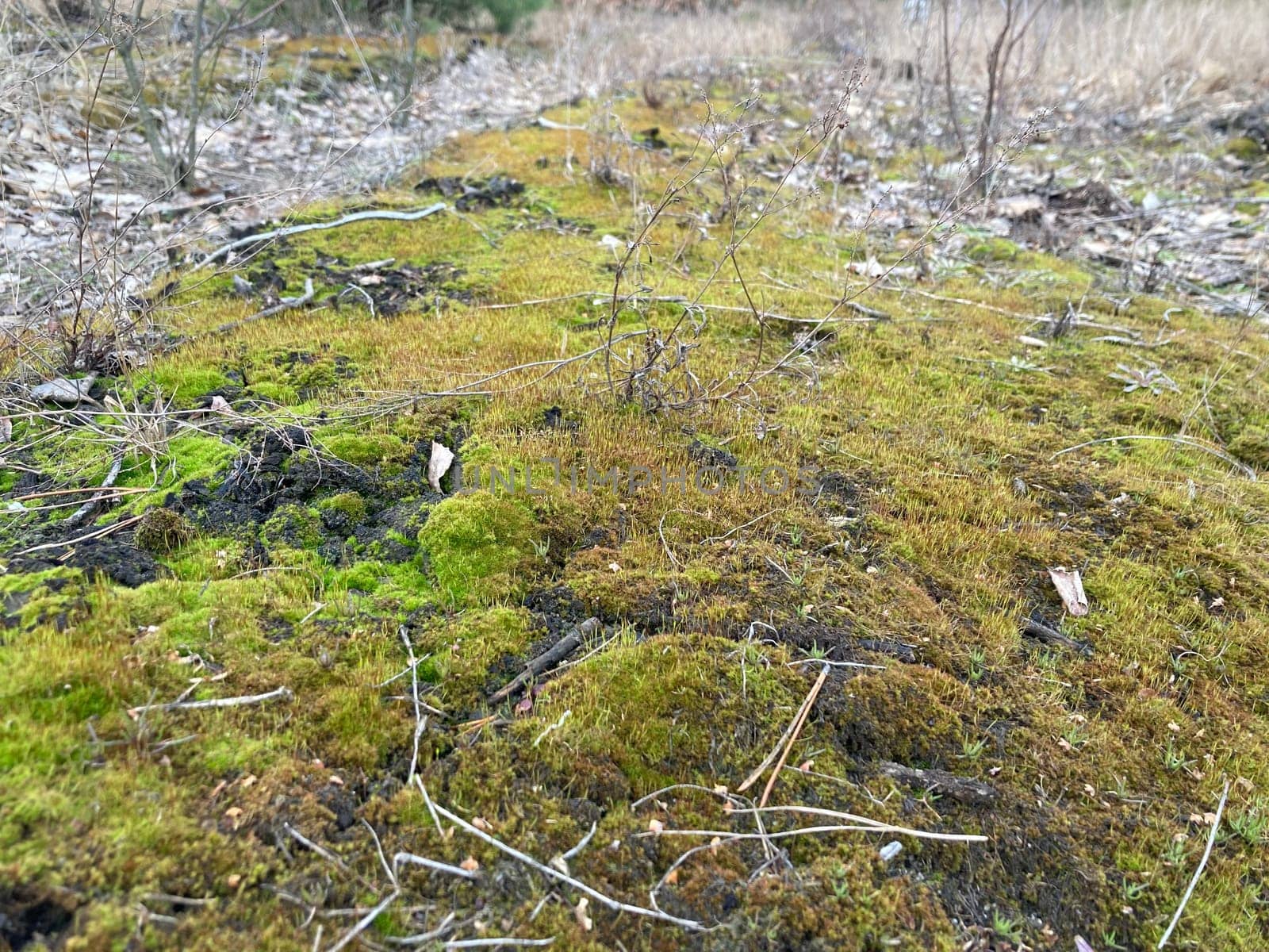 Green moss grew on the ground in a  the forest