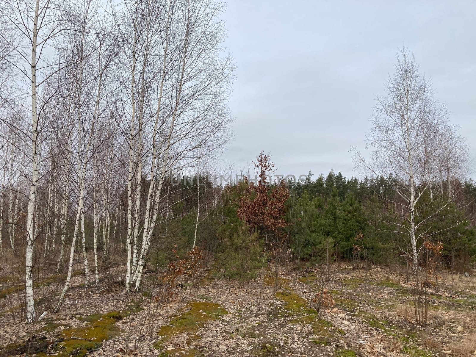 Young forest before the a spring