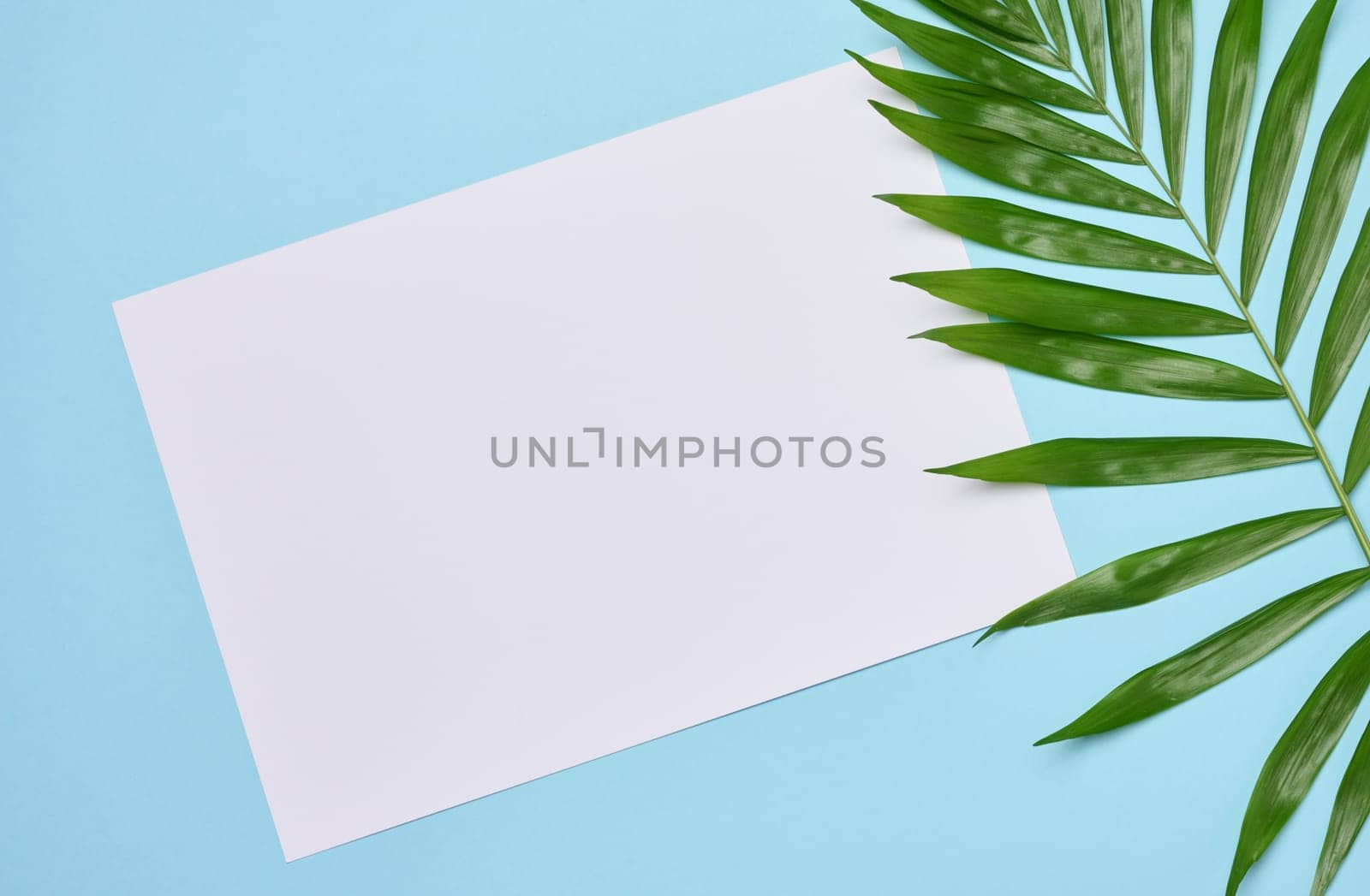 Blank sheet of white paper and palm branch on blue background, top view