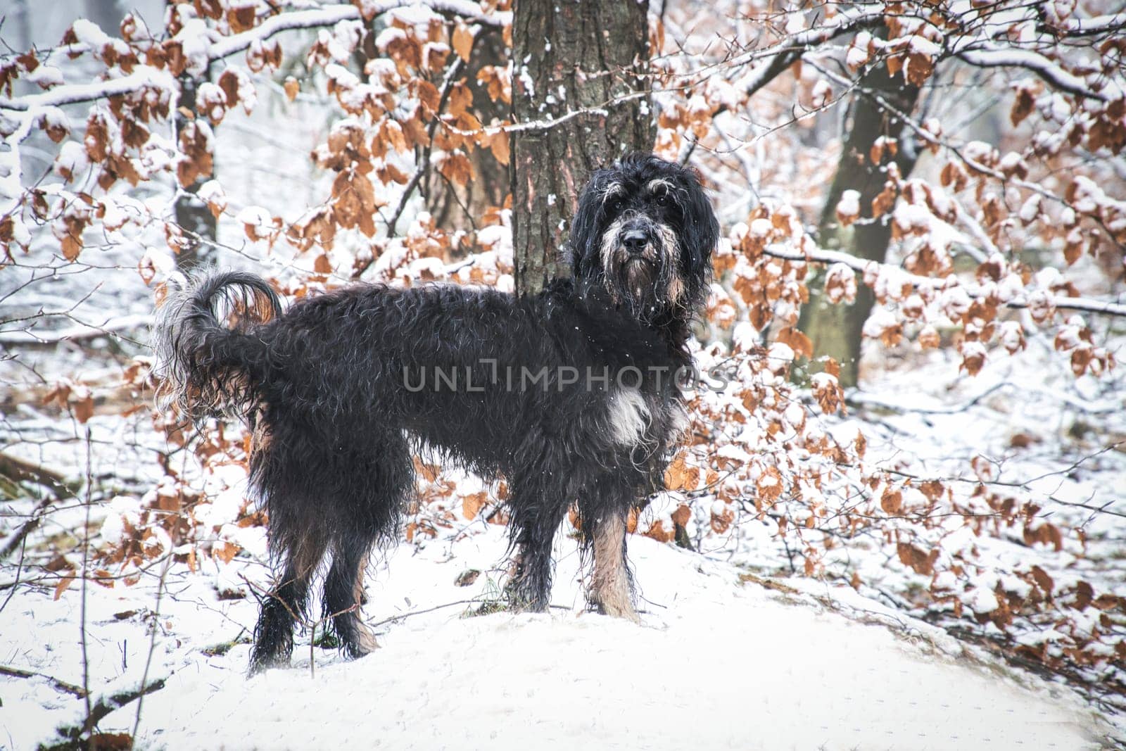 Goldendoodle in the snow. Snowy forest. Black curly fur with light brown markings. Animal photo in nature