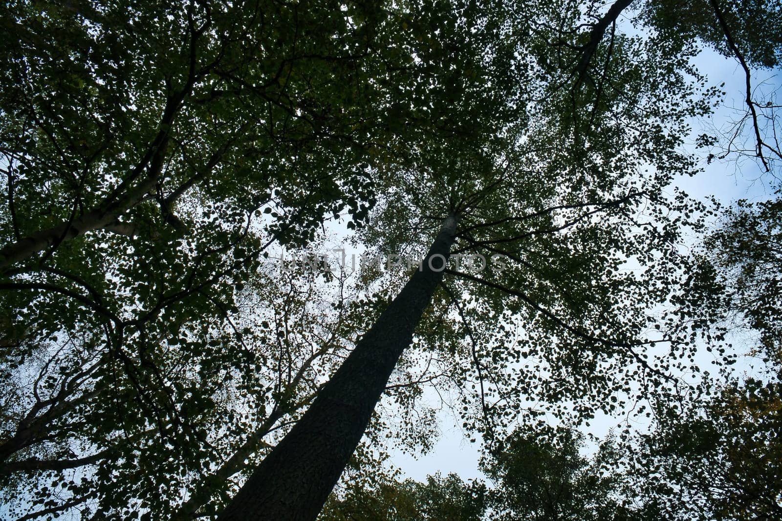 View into the crown of a deciduous tree in the forest. Upwards along the trunk. Nature shot