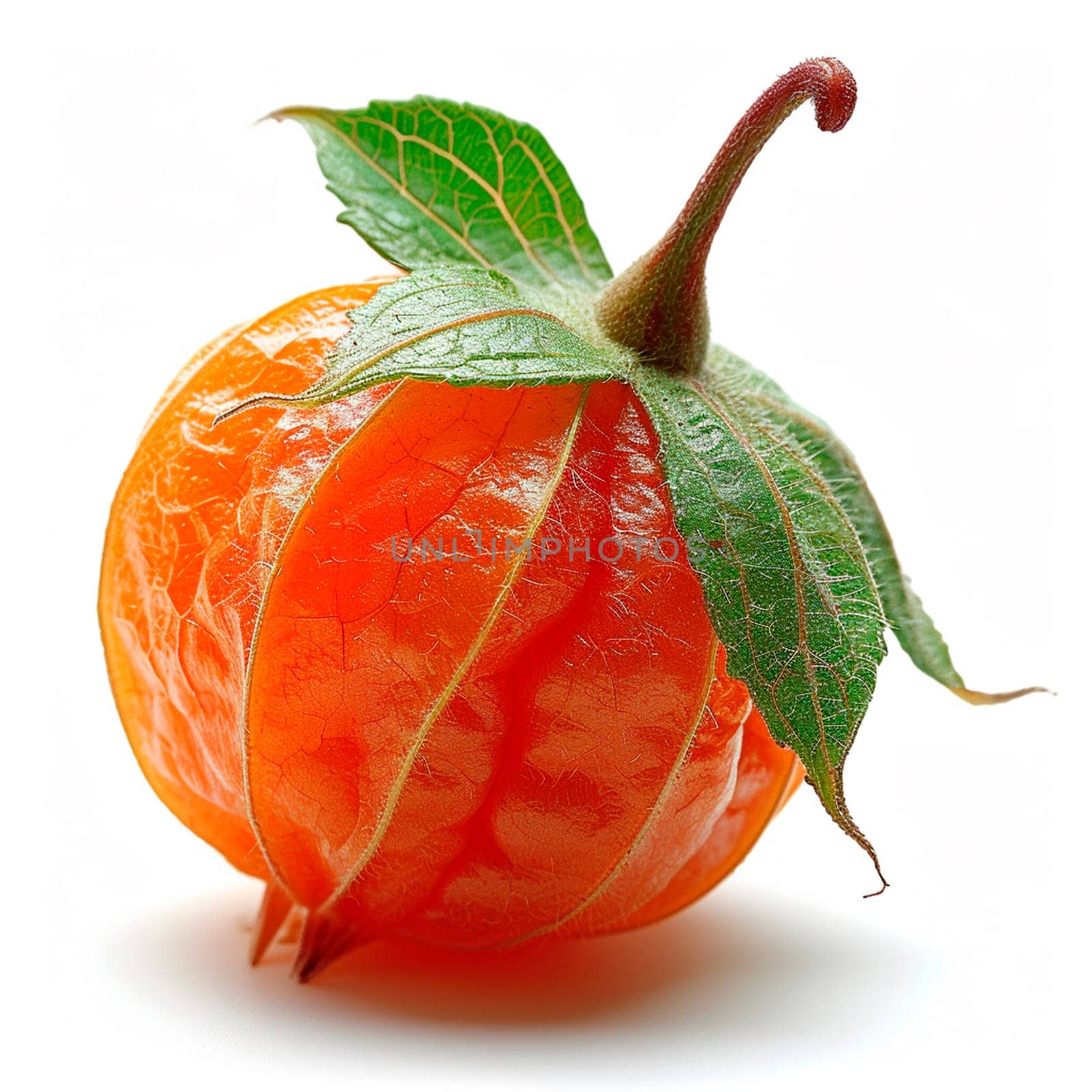 Physalis on a white isolated background AI generated image