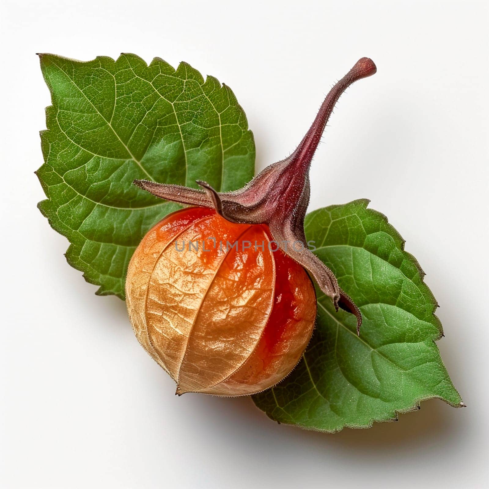 Physalis on a white isolated background AI generated image