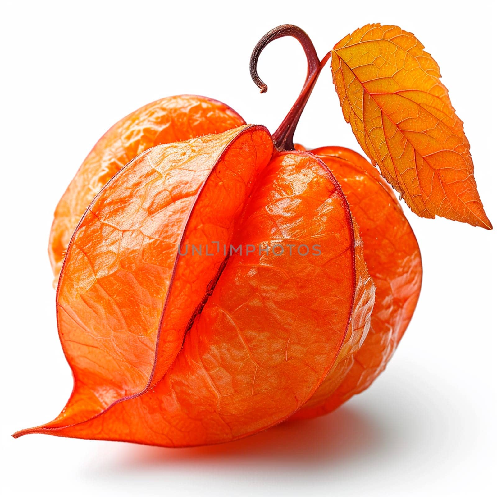 Physalis on a white isolated background AI generated image