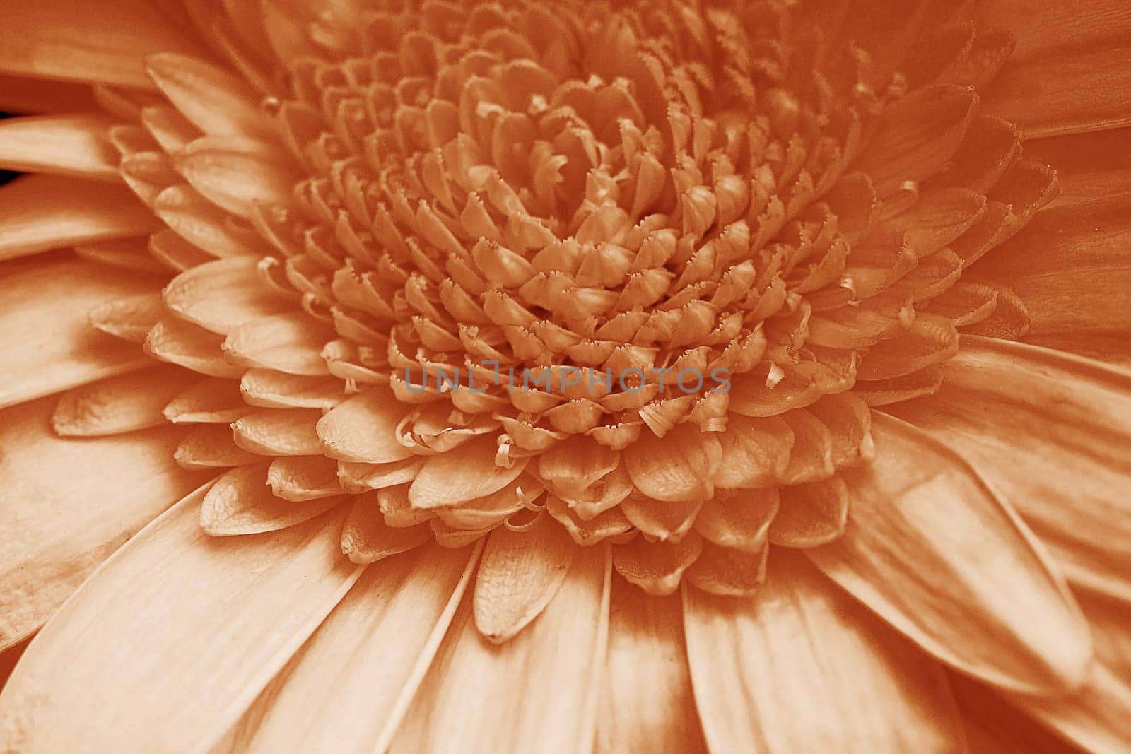 Close-up of the petals of a gerbera flower in Peach Fuzz
