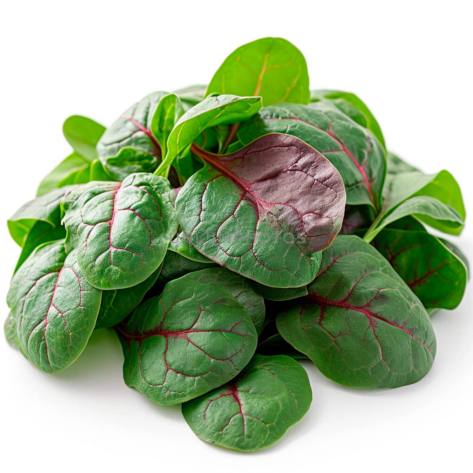 Sorrel on a white isolated background AI generated image
