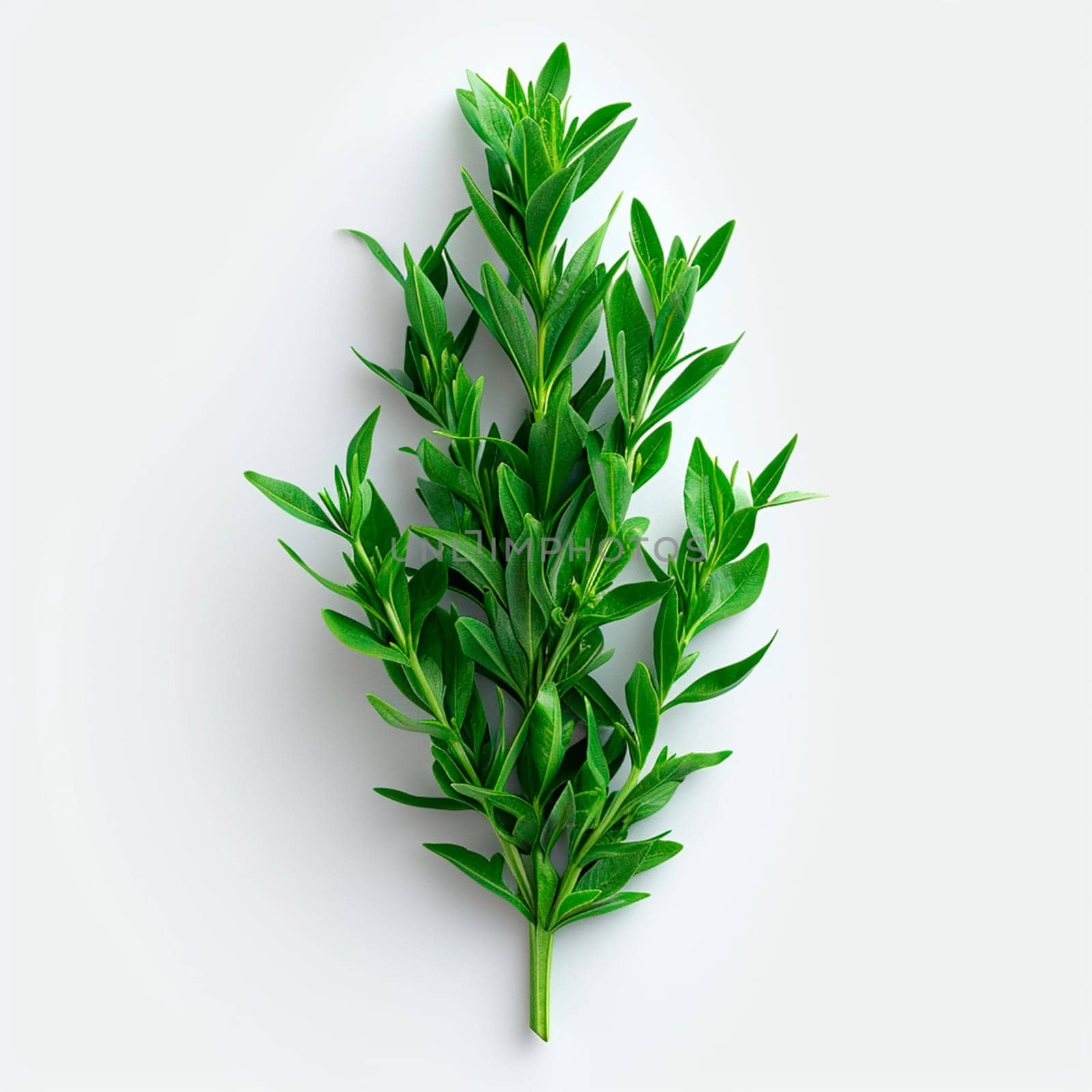 Tarragon spice on white isolated background AI generated image