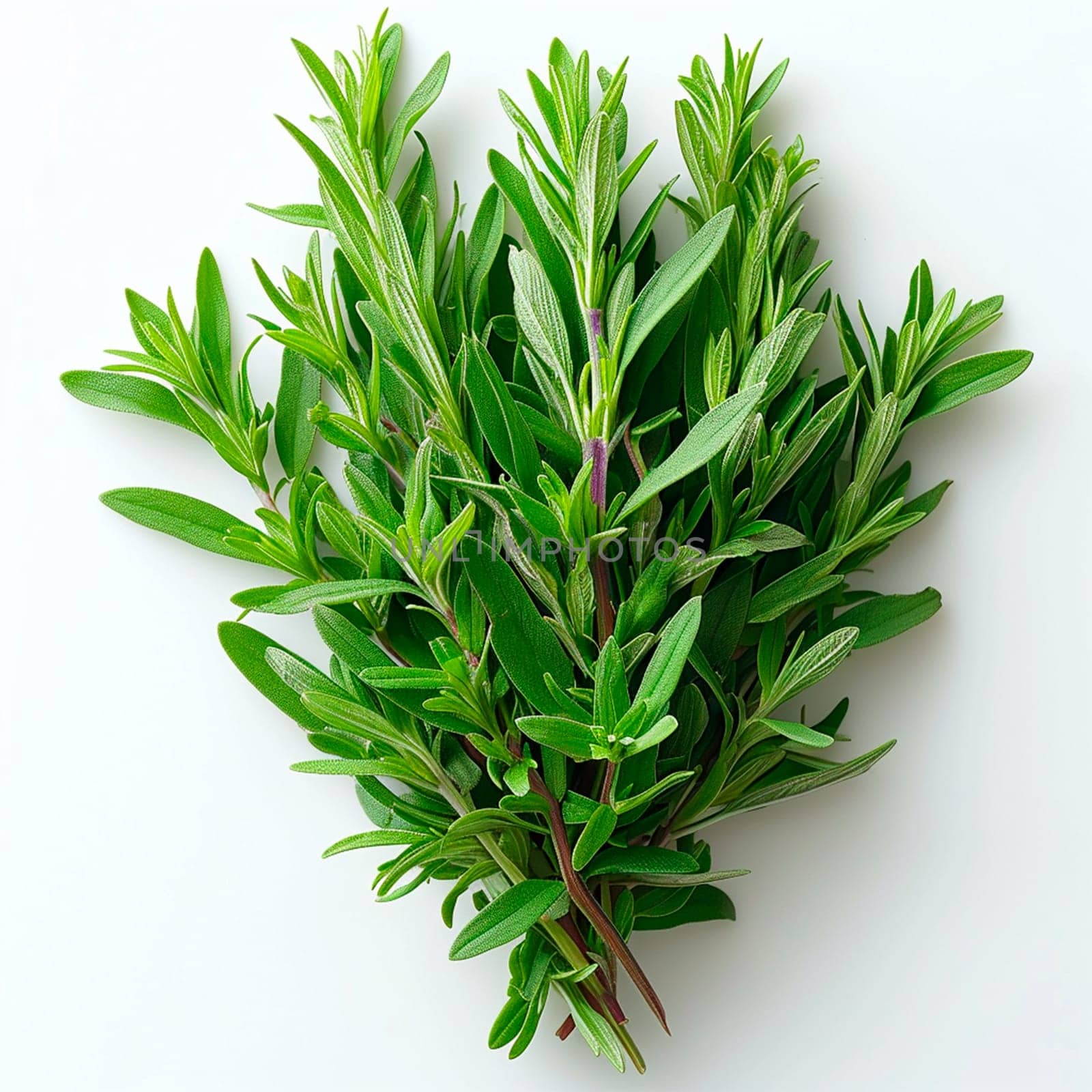 Tarragon spice on white isolated background AI generated image