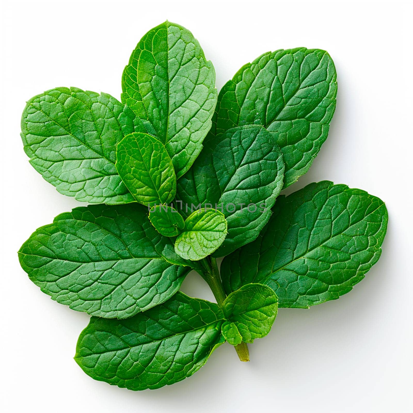 Sorrel on a white isolated background AI generated image