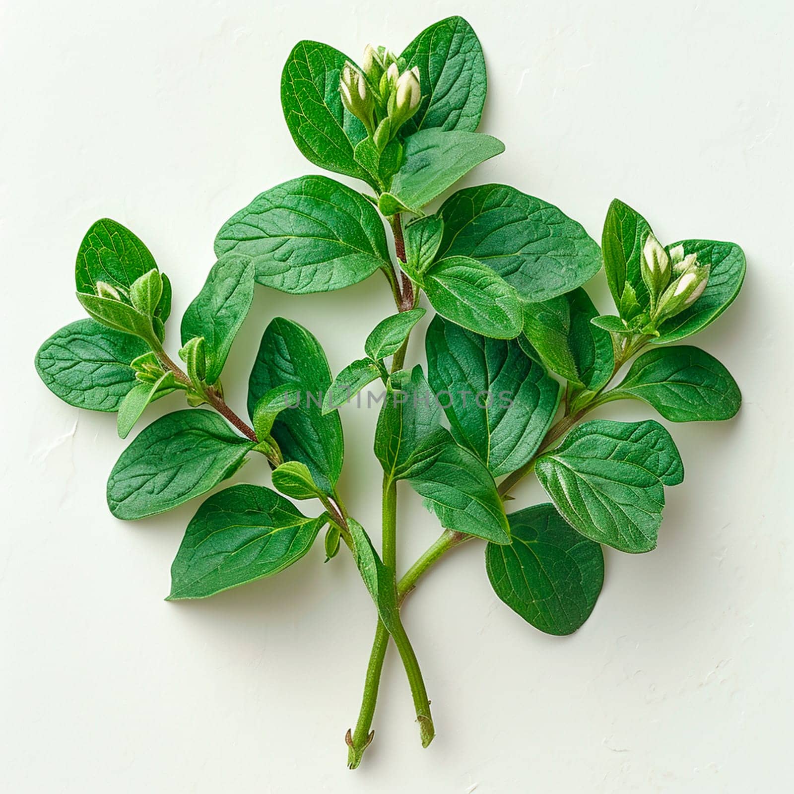 Sorrel on a white isolated background AI generated image