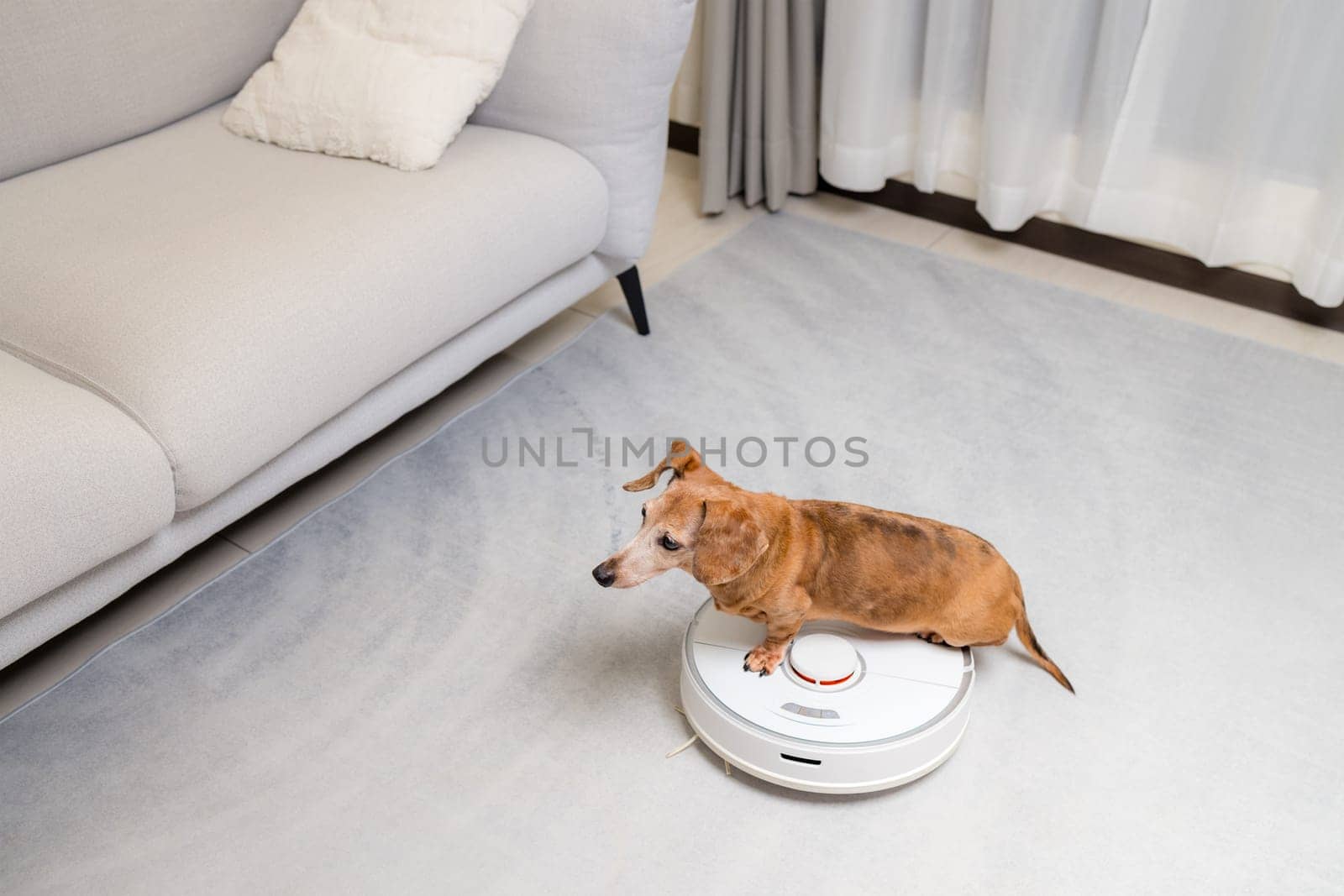 Dachshund dog sit on vacuum robot at home