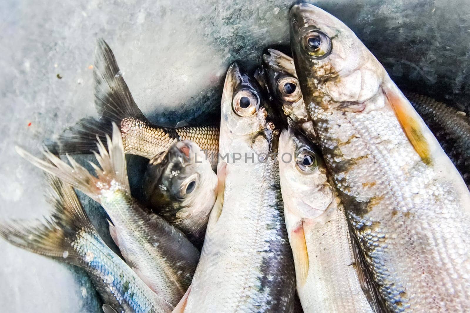 Baikal omul caught by fishermen on the ice. Baikal omul caught by fishermen on the ice.