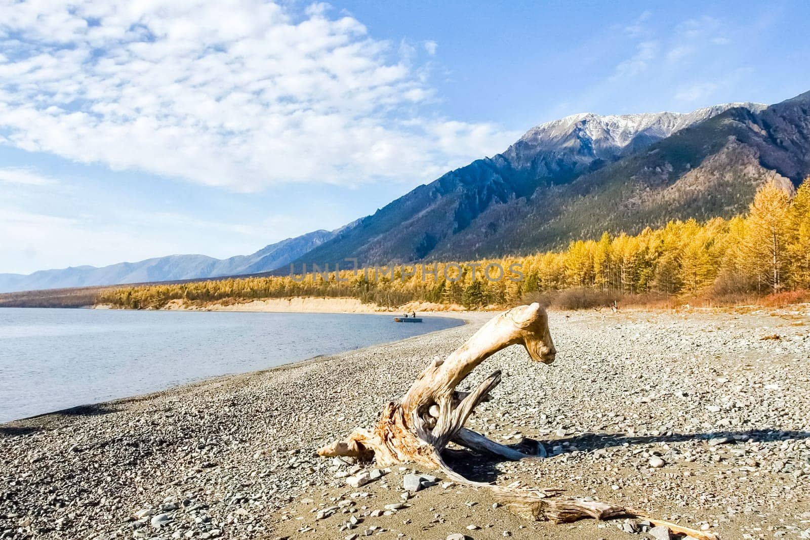 Dry tree on the shore. Remains of woody vegetation.