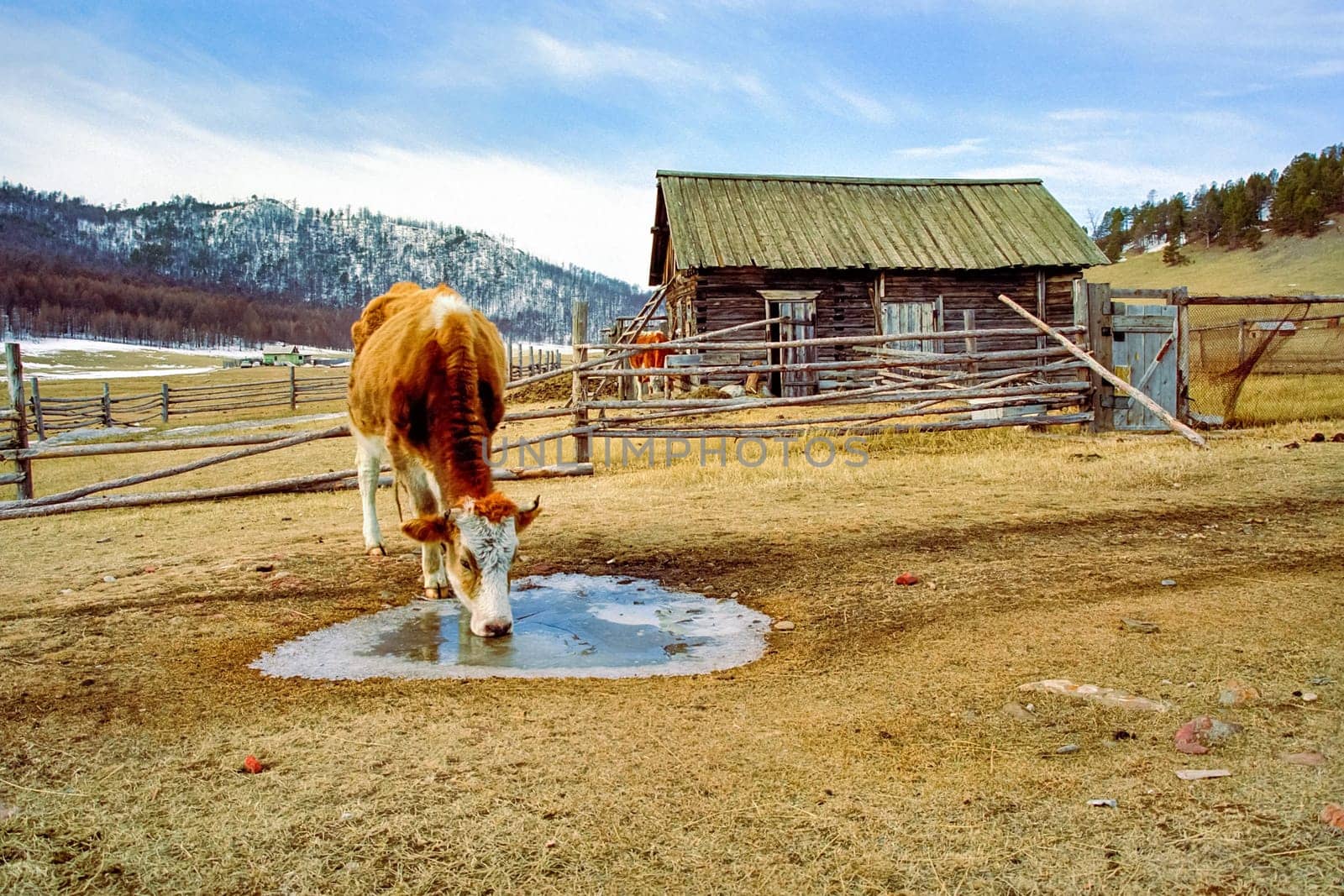 A cow is drinking water from a frozen puddle. Cows at Baikal.