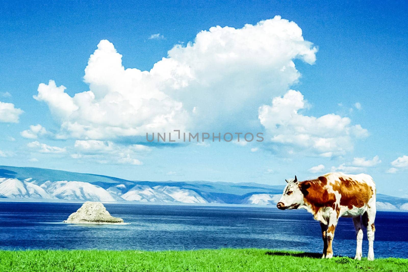 The cow in the meadow on the shores of lake Baikal. The cow in the meadow on the shores of lake Baikal.